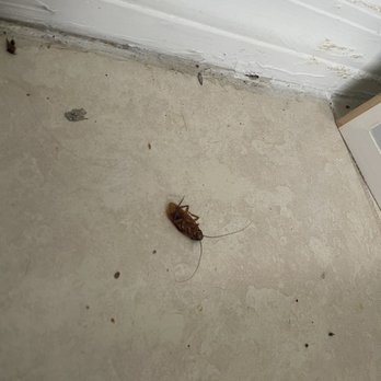 Golden Shores of Jacksonville - Cockroach infested - Apartments Near Me - Jacksonville, Florida Golden Shores of Jacksonville - Cockroach infested - Apartments Near Me - Jacksonville, Florida
