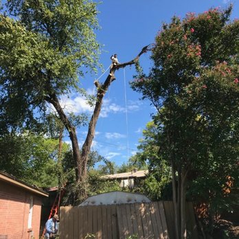 TCB Trees - Tree Services Near Me TCB Trees - Tree Services Near Me