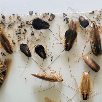 Waltherson Pest Control - Pest Control Near Me Waltherson Pest Control - Pest Control Near Me