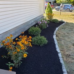 OCD Landscaping - Oxeye Sunflower,Japanese Holly,Rose of Sharon