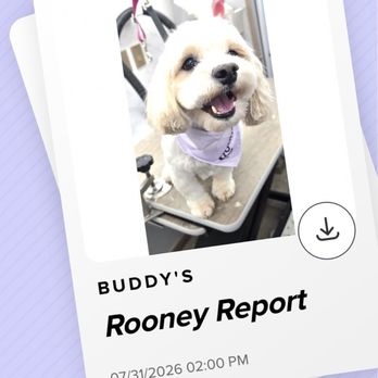 Rooney Groom - Buddy! - Pet Groomers Near Me - San Diego, California Rooney Groom - Buddy! - Pet Groomers Near Me - San Diego, California