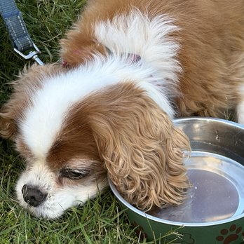 Eureka! - Barney (very dog-friendly place) - American Near Me - Seattle, Washington