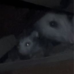 Screenshot pic I took from one of videos Renee sent me while he was in our attic. The mama and one of the babies. Screenshot pic I took from one of videos Renee sent me while he was in our attic. The mama and one of the babies.