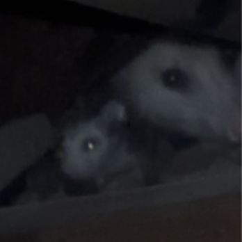 Aesthetic Wildlife Control - Screenshot pic I took from one of videos Renee sent me while he was in our attic. The mama and one of the babies. - Wildlife Control Near Me - Long Beach, California Aesthetic Wildlife Control - Screenshot pic I took from one of videos Renee sent me while he was in our attic. The mama and one of the babies. - Wildlife Control Near Me - Long Beach, California