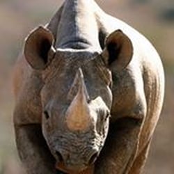 Rhino Bike Works