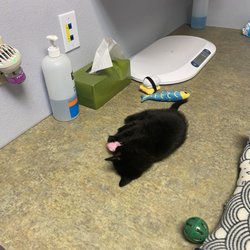 Carefree Cats Veterinary Hospital - Cat playing while at Carefree Cats