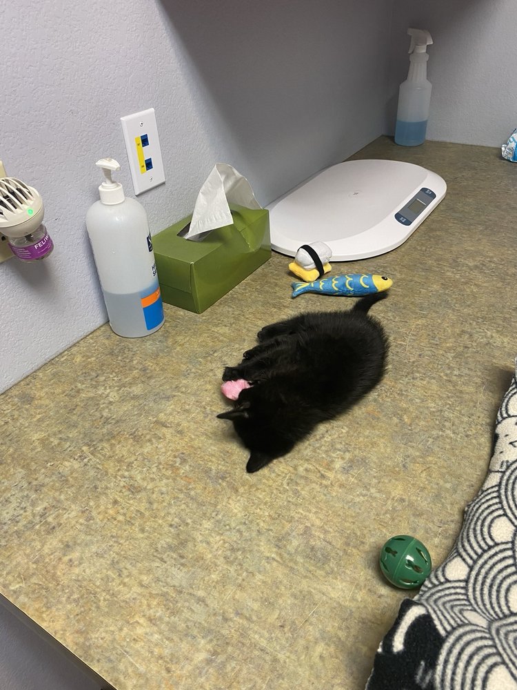 Carefree Cats Veterinary Hospital - pet boarding facility in Colorado Springs, CO