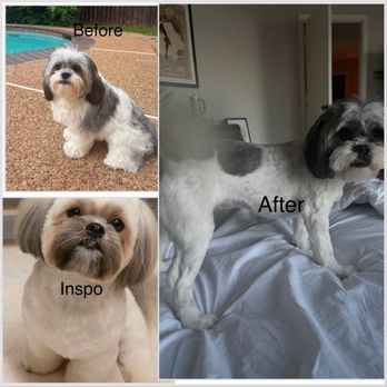 Lucky Pup Grooming - My dog before and after and inspo pic - Pet Groomers Near Me - Arlington, Texas Lucky Pup Grooming - My dog before and after and inspo pic - Pet Groomers Near Me - Arlington, Texas