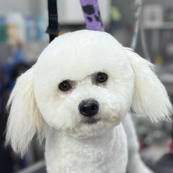 Exquisite Canine Designs