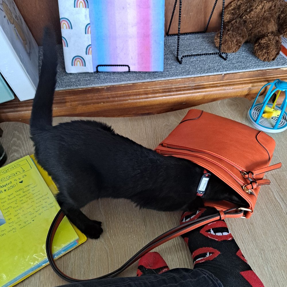 Pawsitivitea CNY - Unattended purses shall be thoroughly investigated by curious cats. - Themed Cafes Near Me - Syracuse, New York