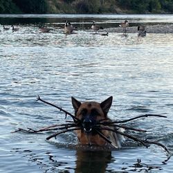 VomWalters German Shepherd Kennels - ARI