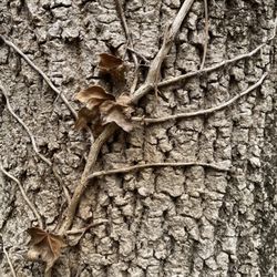 Buttermilk Trail - Tree
