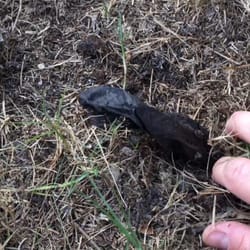 Palm City Sod - Palm City Sod doesn't use plastic... Lie here's proof