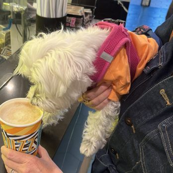 Better Buzz Coffee Coronado - Puppy approved - Coffee & Tea Near Me - Coronado, California