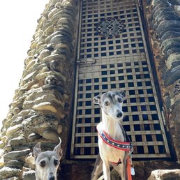 The door with my pups