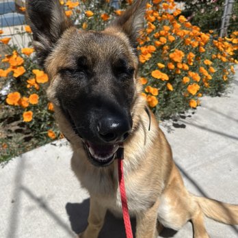 MajorK9s - Ruby - Pet Training Near Me MajorK9s - Ruby - Pet Training Near Me
