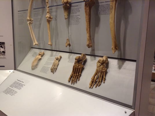 Maxwell Museum of Anthropology by null