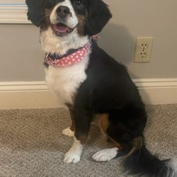 Angel Paws - Bella :)