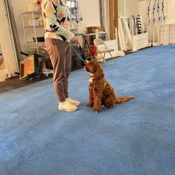 Oakland Dog Training Club - Sit