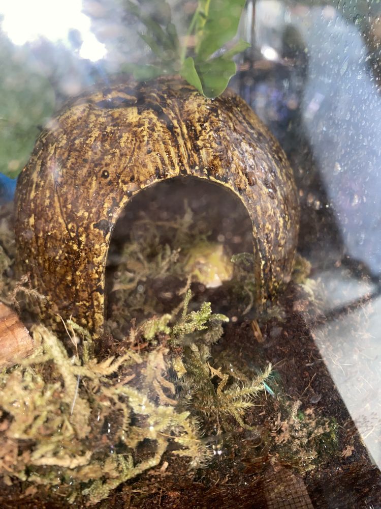 REPTILE PARTY PEOPLE Rancho Santa Margarita, California Petting