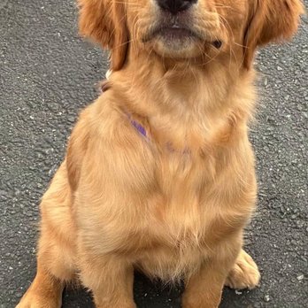 Delta Dog Camp - Pet Sitting Near Me - Antioch, California