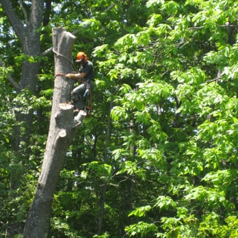 The Tree Guy - Tree Services Near Me - York, Maine The Tree Guy - Tree Services Near Me - York, Maine