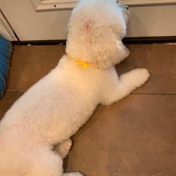 Petite Pet Gallery - Better picture... - Pet Groomers Near Me - Brentwood, Maryland Petite Pet Gallery - Better picture... - Pet Groomers Near Me - Brentwood, Maryland