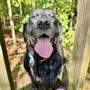Hike Doggie