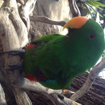 Free Flight - Animal Shelters Near Me - Del Mar, California Free Flight - Animal Shelters Near Me - Del Mar, California