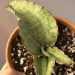 Paradise Found Nursery - SANSEVIERIA KIRKII SILVER BLUE