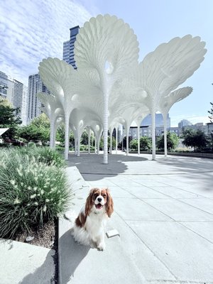 Bellevue Downtown Park by null