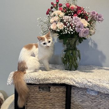 Crescenta Cañada Pet Hospital - Angel after healing! Thank you Dr. Widdop - Veterinarians Near Me - La Crescenta, California Crescenta Cañada Pet Hospital - Angel after healing! Thank you Dr. Widdop - Veterinarians Near Me - La Crescenta, California