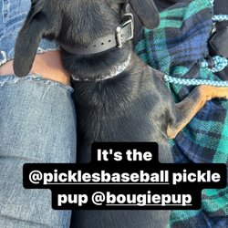 Portland Pickles - Steady doggin