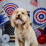 Photo of Dogtopia