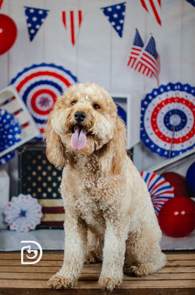 Dogtopia - pet boarding facility in Winter Park, FL