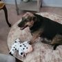Photo of Tails A Wag Inn