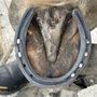 Rennie's Horseshoeing