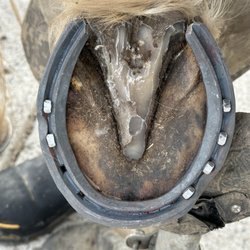 Rennie's Horseshoeing - Pic 1 of 3. Normal shoeing ?? Look closely and see if you can pick up on what was done to the shoe