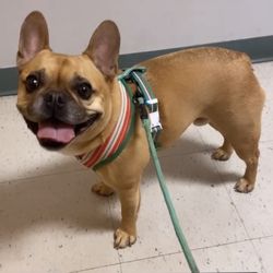 Village Veterinary Hospital - Taz in the waiting room.