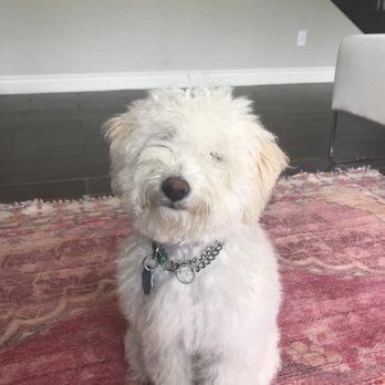 Charspets Mobile Grooming - Before - Pet Groomers Near Me