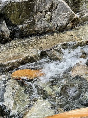 Franklin Falls Trailhead by null