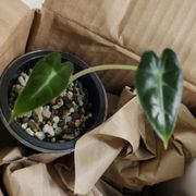 HAPPY PLANTS - Updated January 2026 - 33 Photos - 10413 N May Ave