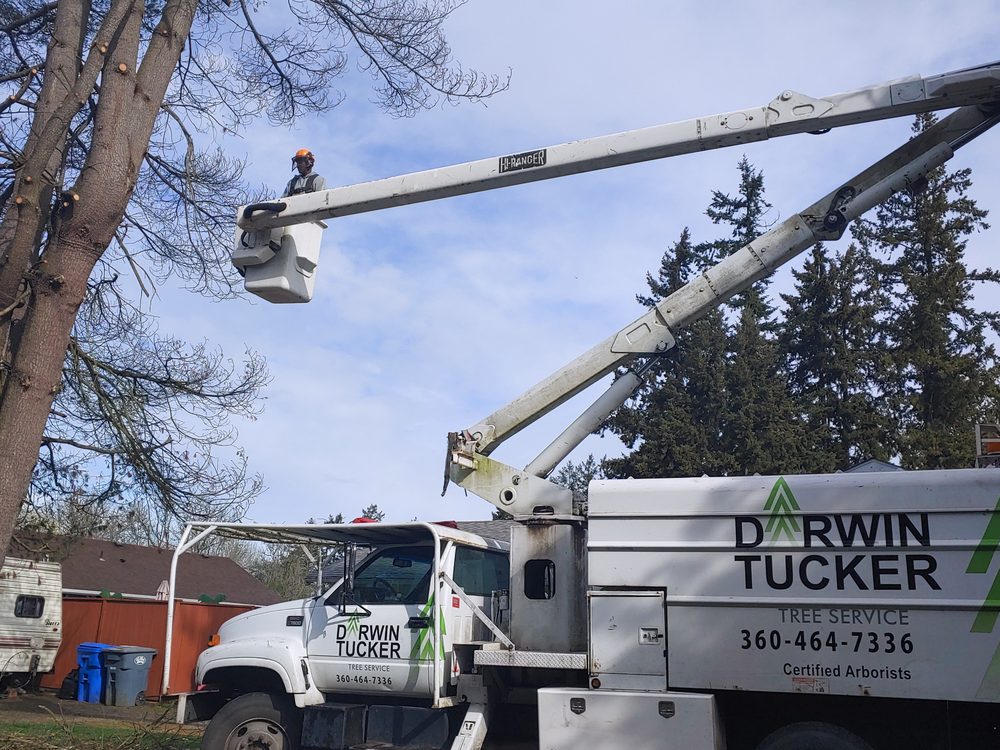 Darwin Tucker Tree Service - tree service in Tacoma, WA