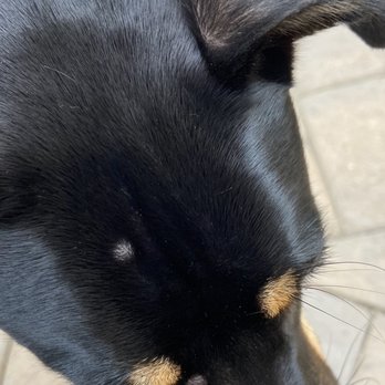 Amazon Animal Hospital - Second bump I notice within 30min of being home from groomer - Veterinarians Near Me - Chula Vista, California Amazon Animal Hospital - Second bump I notice within 30min of being home from groomer - Veterinarians Near Me - Chula Vista, California