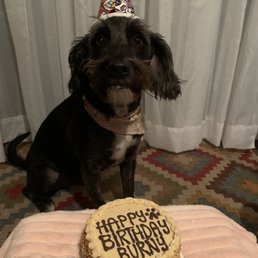 Medium peanut butter cake