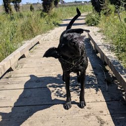Beck Lake Dog Friendly Area