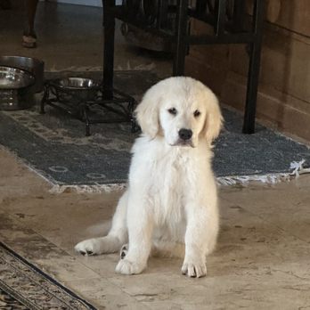 Golden Meadows Retrievers - Pet Training Near Me - Moorpark, California Golden Meadows Retrievers - Pet Training Near Me - Moorpark, California