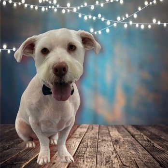 Stitch Mobile Pet Grooming - Pet Groomers Near Me