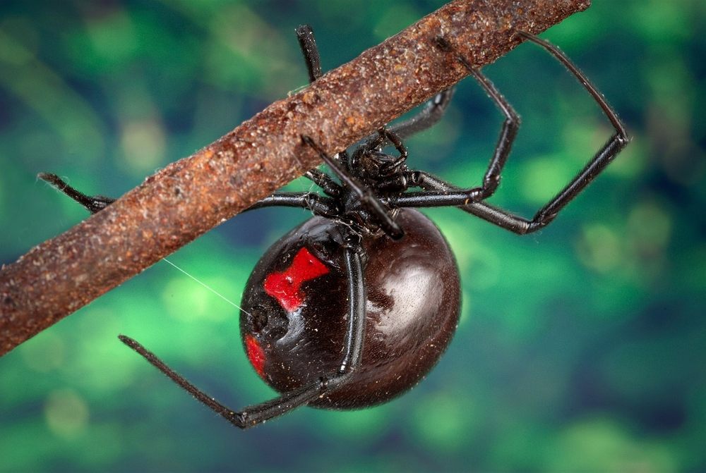 arete-pest-control-31-photos-19-reviews-6500-mcdonough-dr-nw