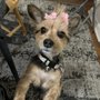 Photo of Special Touch Pet Salon